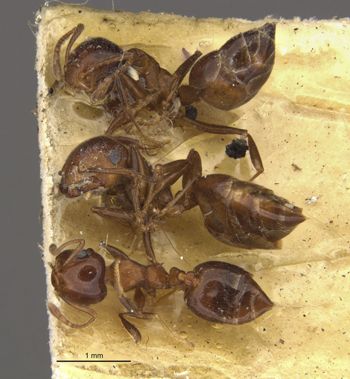 Media type: image;   Entomology 20832 Aspect: habitus dorsal view